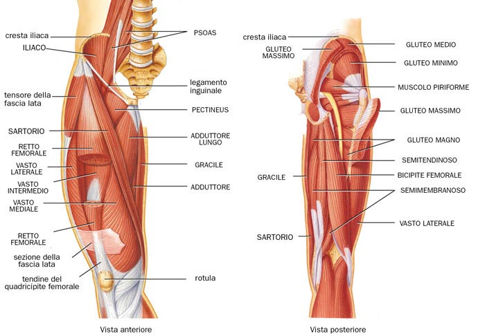 muscoli-gamba